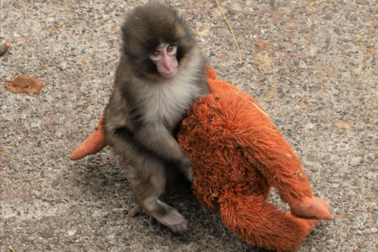 Un mono con un peluche
