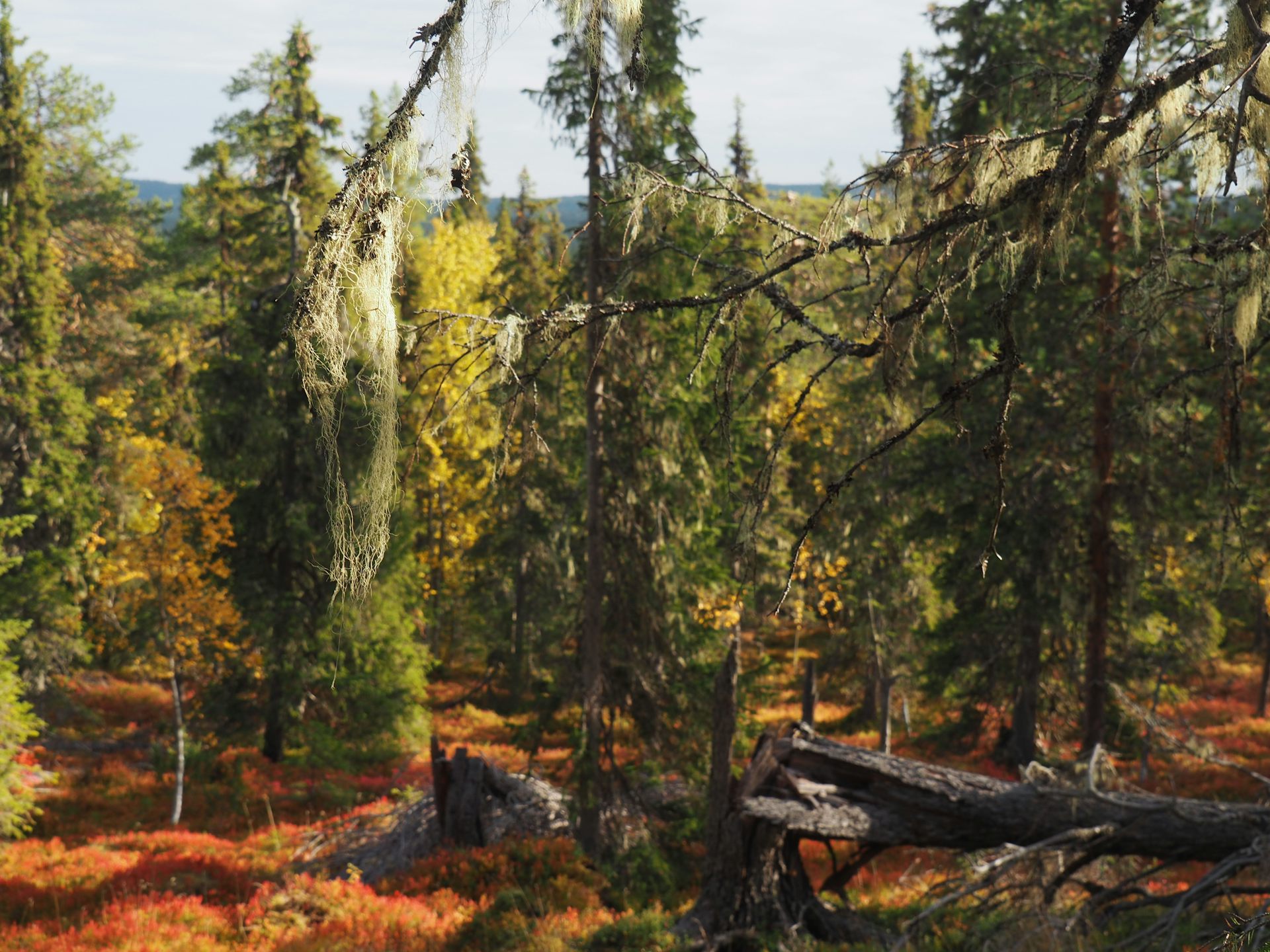 Sweden’s ‘old-growth’ natural forests store 83% more carbon than managed woodlands – new study