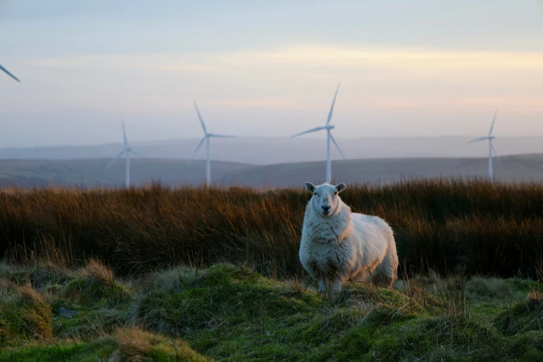 A sheep in front of Welsh countryside with wind turbines in it.