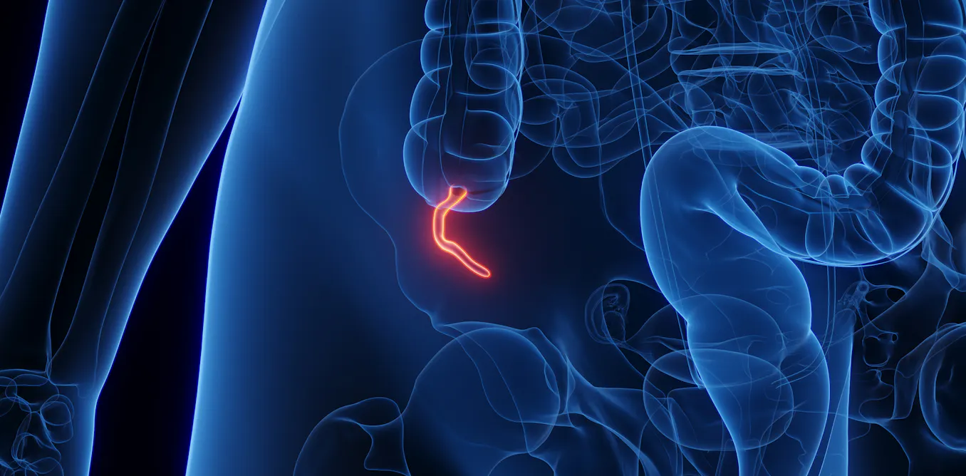 What does the appendix do? Biologists explain the complicated evolution ...