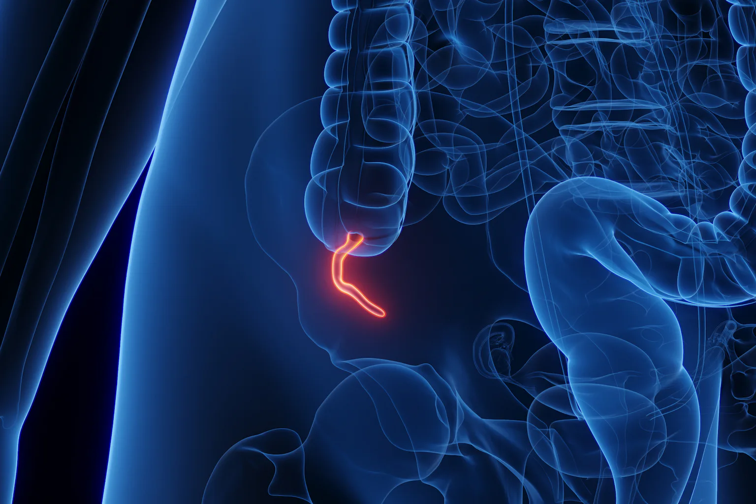 The Inverted Appendix What does the appendix do? Biologists explain the complicated evolution ...