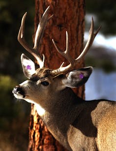 Buck con dos etiquetas pequeñas en las orejas.