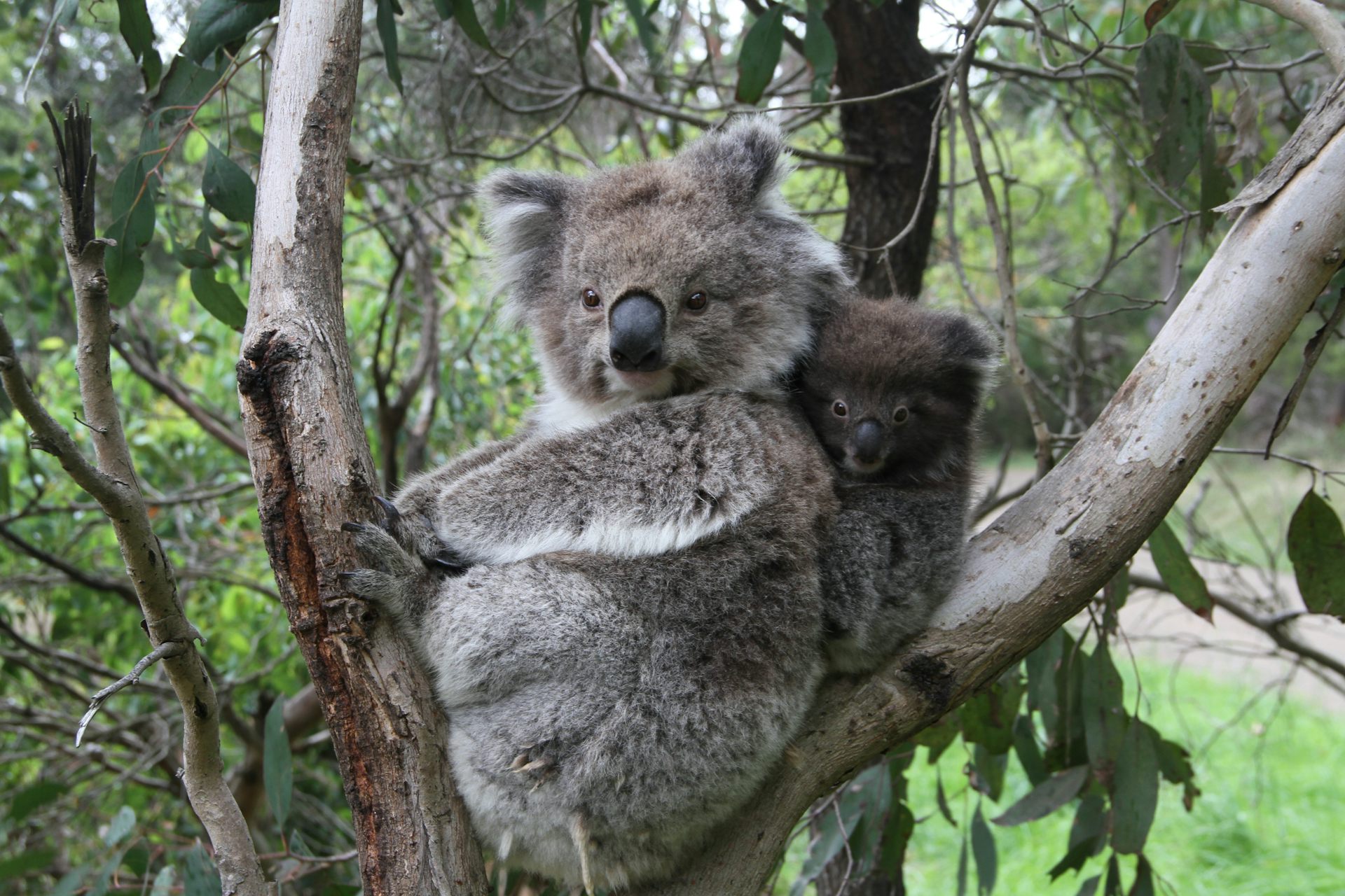 We thought inbred koalas were at risk of extinction. But what we discovered upends genetic conventions