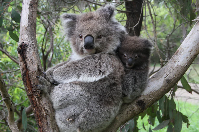 A koala with its joey in an a tree, looking at the camera.