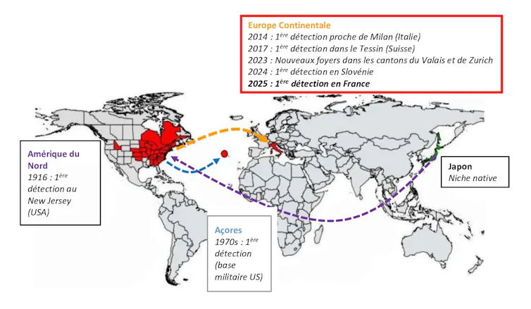 The Jap beetle conquers Europe: an insect below shut scrutiny 1 file 20260305 57 eg119m.jpg?ixlib=rb 4.1