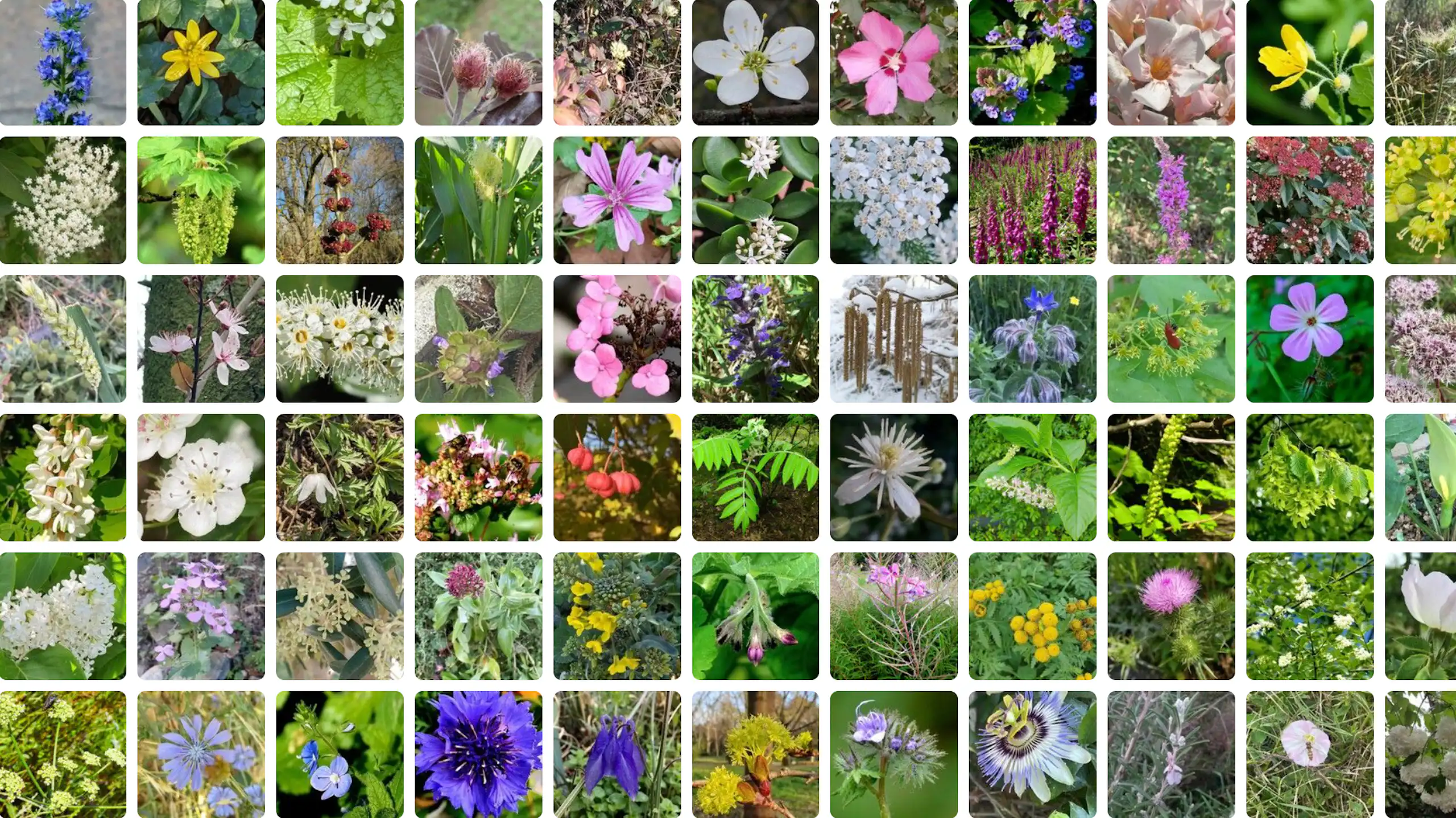 Capture d'écran du site PlantNet.