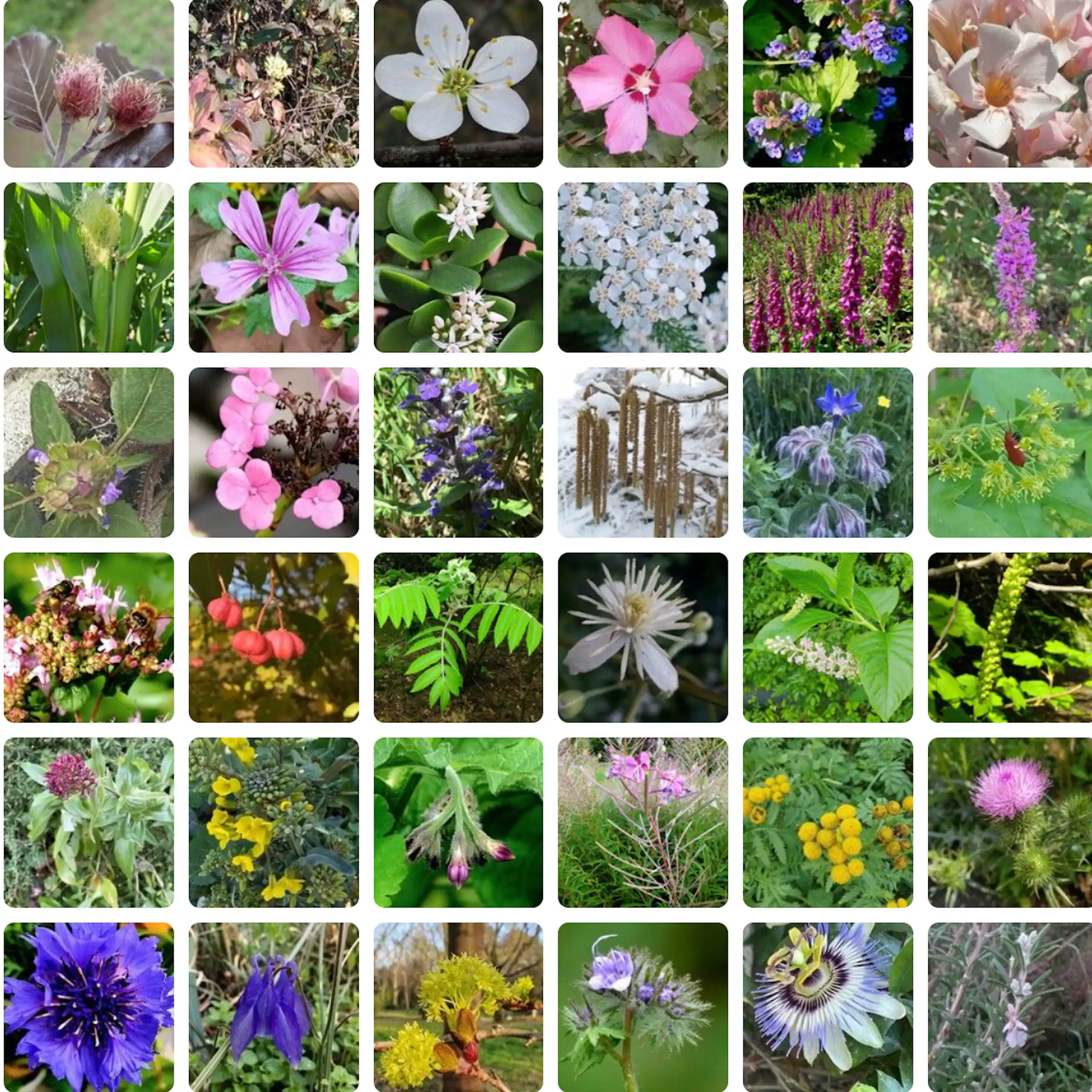 Capture d'écran du site PlantNet.