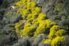 In the back of the organic invasions, the quiet reorganization of ecosystems 3 file 20260305 57 aj5a0e.jpg?ixlib=rb 4.1