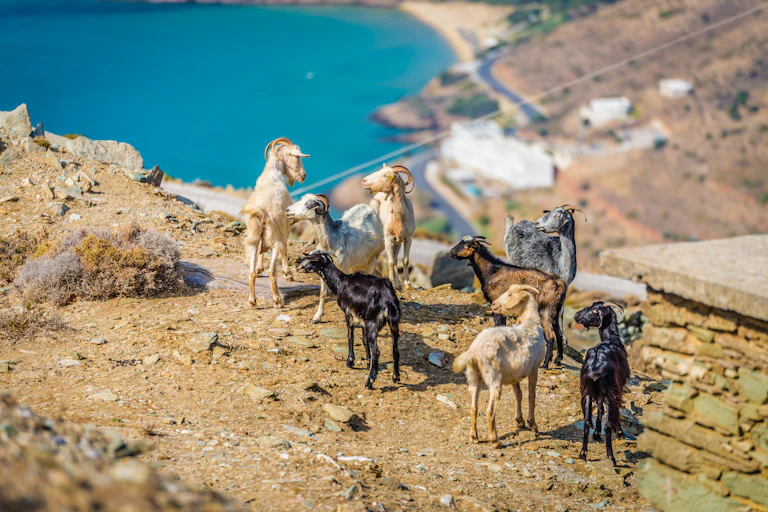 Goats grazing on a coastal landscape.