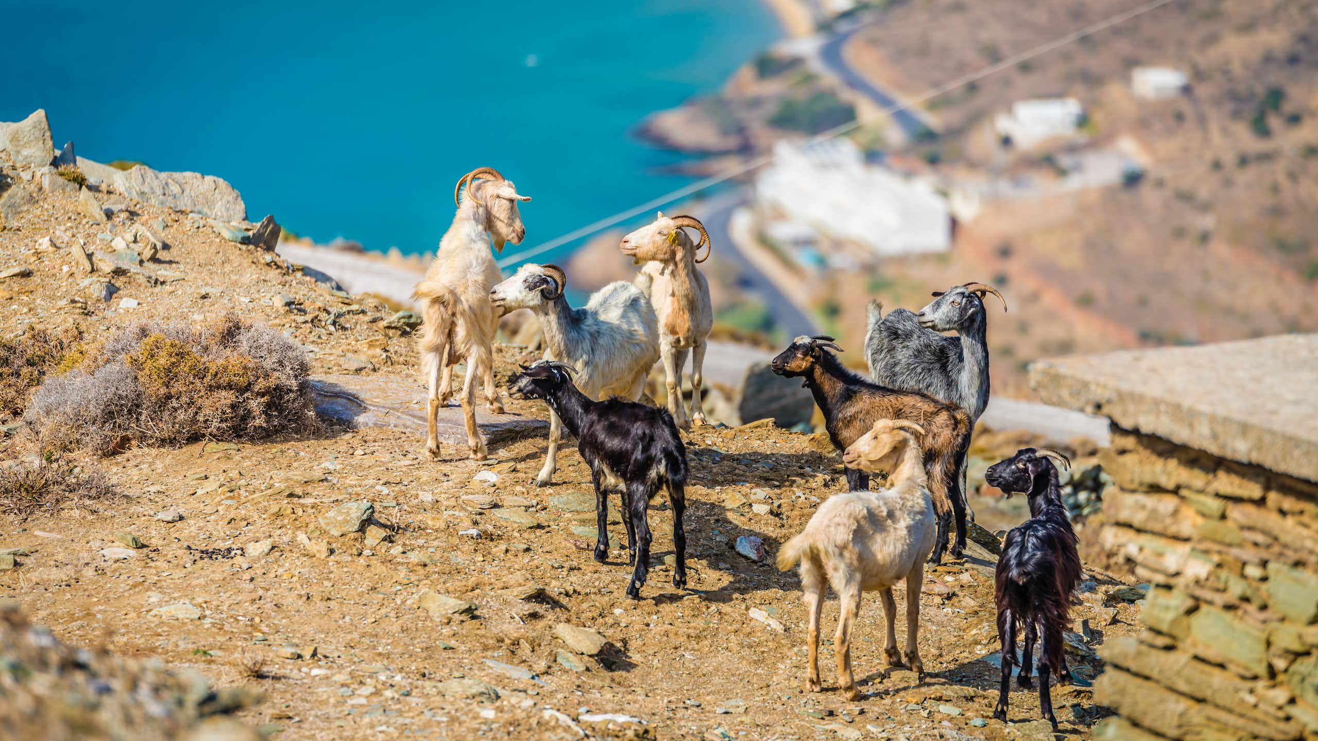 Goats grazing on a coastal landscape.