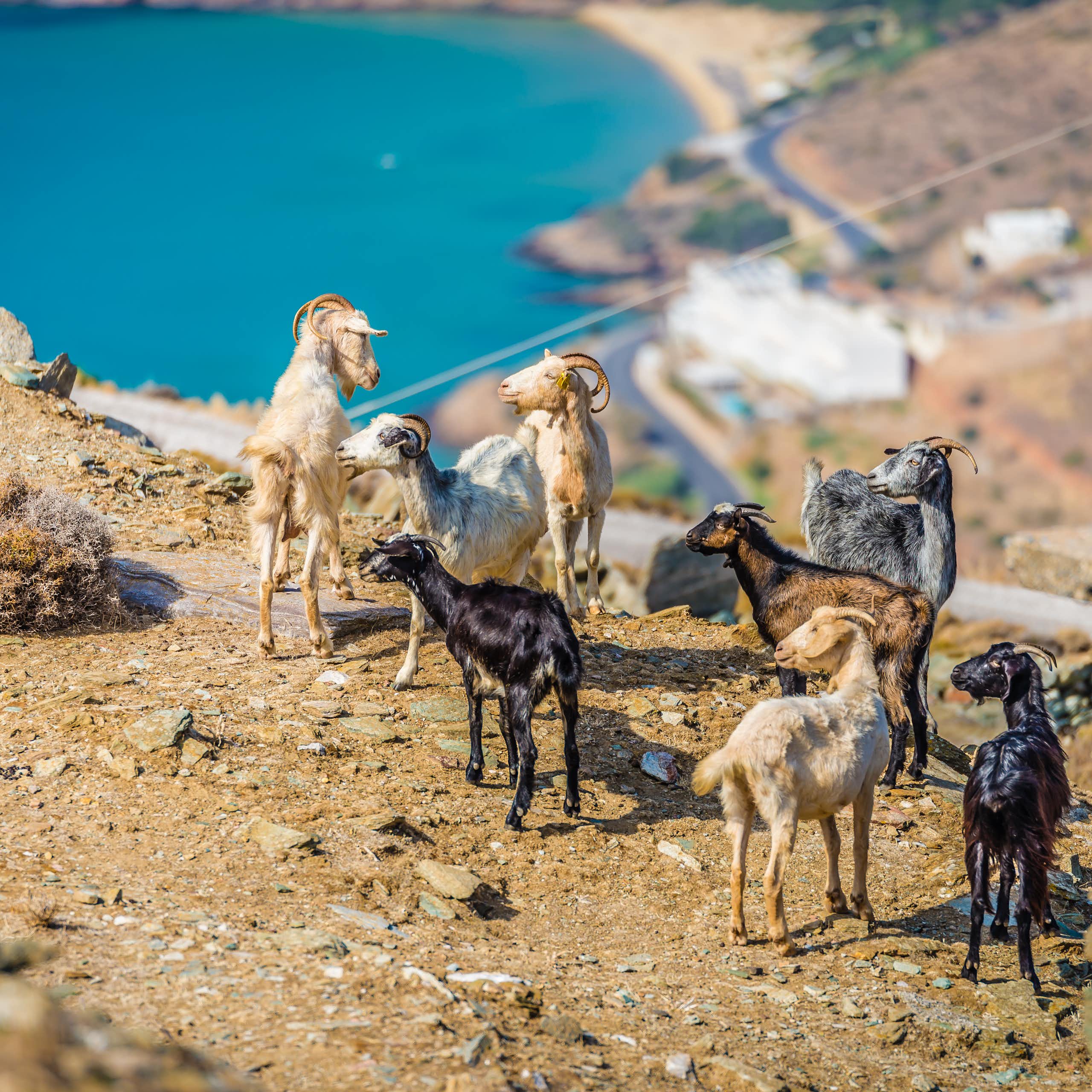 Goats grazing on a coastal landscape.