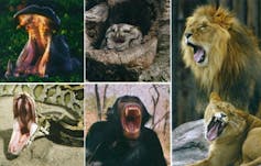 Why is it that after anyone yawns, their yawn infects us? 1 file 20260305 63 3weiy1.jpg?ixlib=rb 4.1