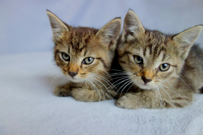 Deux chatons de type taby