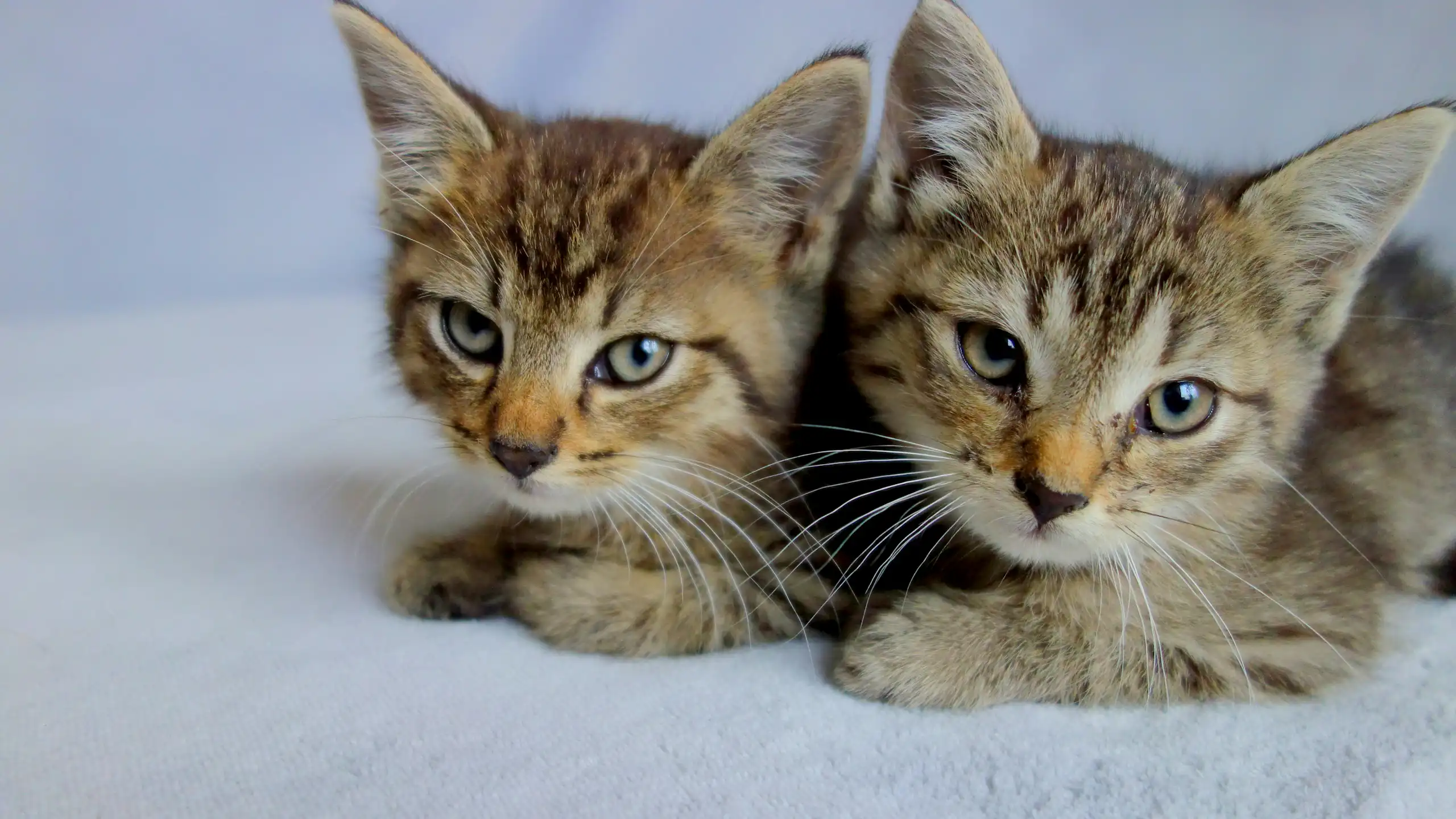 Deux chatons de type taby