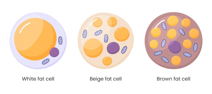 Diagram of white, beige and brown fat cells, progressively showing smaller amounts of lipids and larger numbers of mitochondria