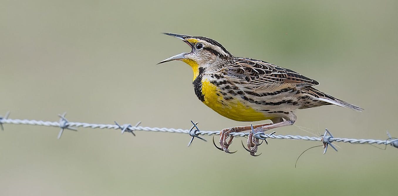 Bird losses are accelerating across North America, particularly in farming regions where agriculture is most intensive Bird losses are accelerating across North America, particularly in farming regions where agriculture is most intensive
