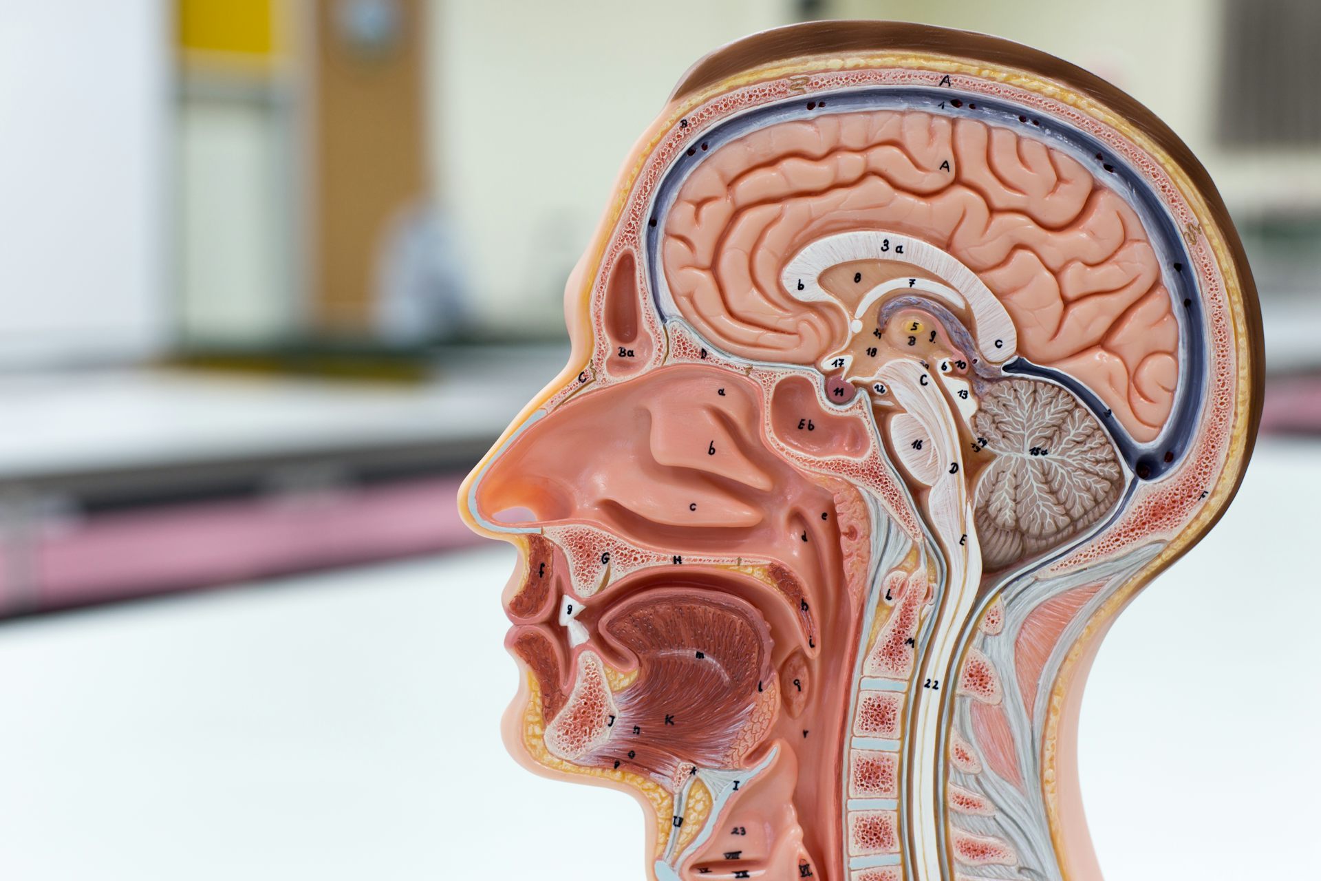 Un modèle anatomique de tête vu en coupe, présentant notamment le cerveau et le crâne.