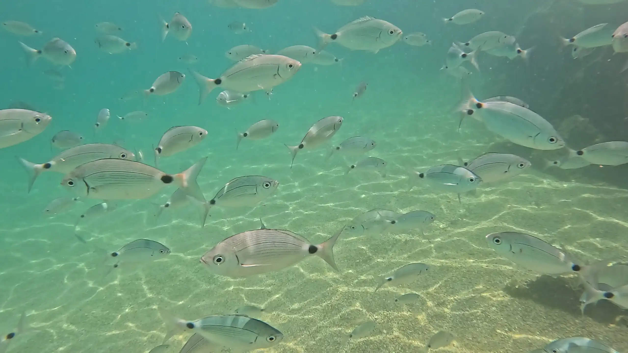 Fish swimming in the clear Mediterranean sea