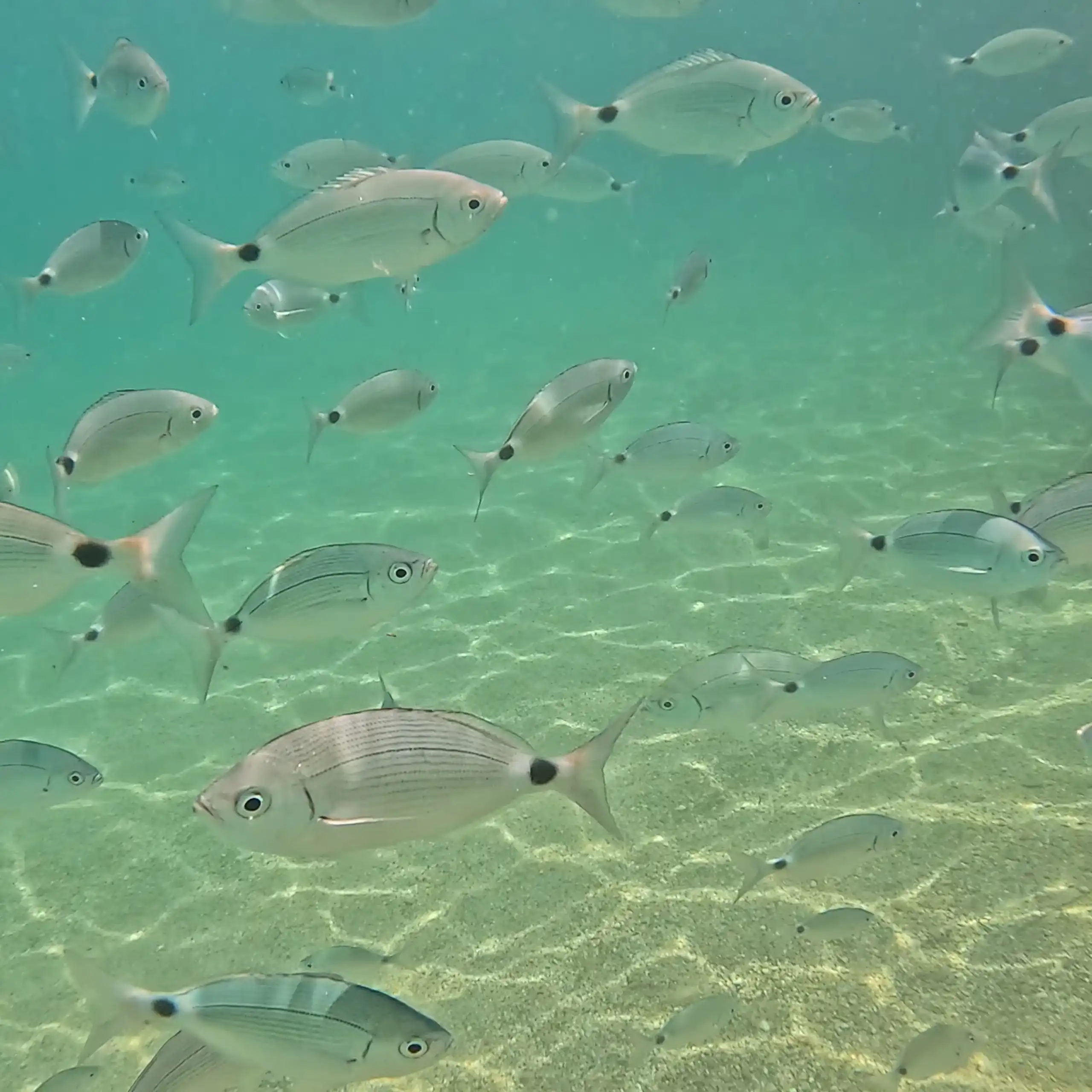 Fish swimming in the clear Mediterranean sea