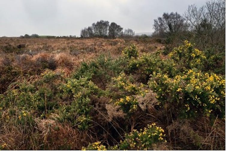 The Memento Chronicles: tales in occasions of dementia 4 file 20260306 57 iazaje.jpg?ixlib=rb 4.1