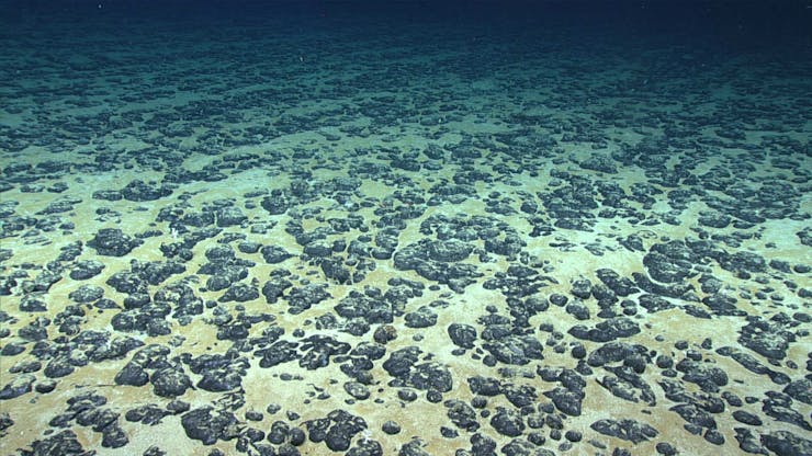 A seafloor covered with potato-sized nodules sitting on the surface