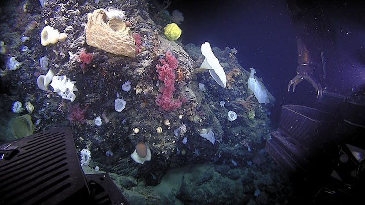 An underwater view shows corals and sponges.
