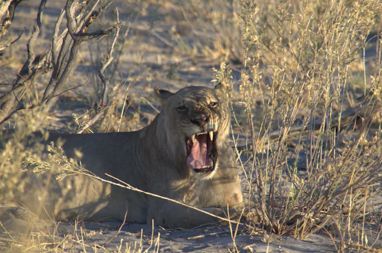 A female lion