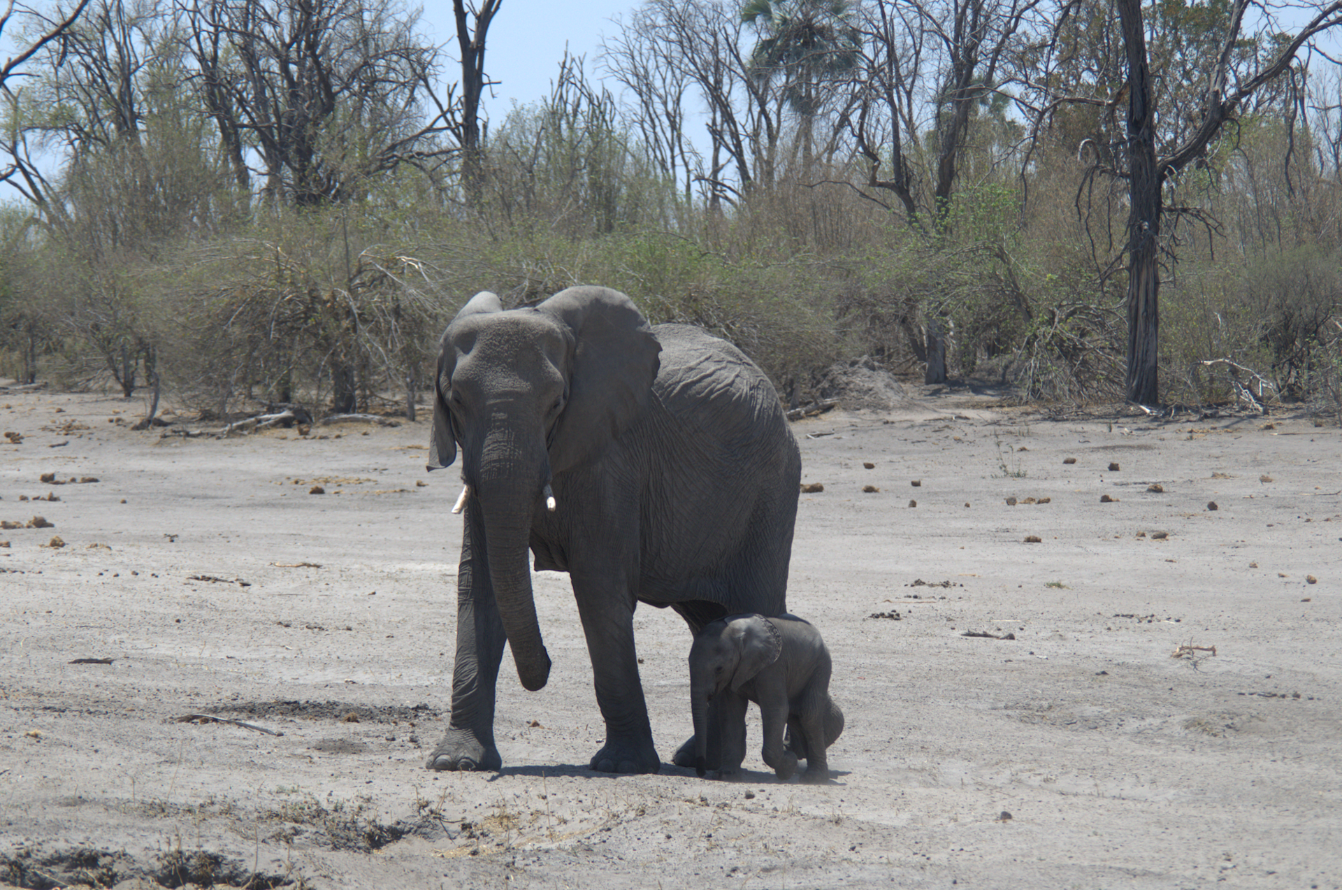 Animals can talk over huge distances – but humans might be changing their range