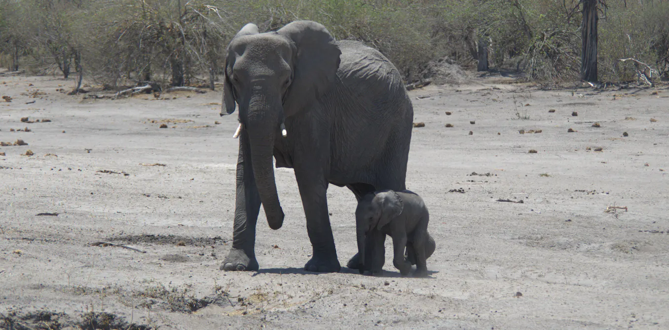 Animals can talk over huge distances – but humans might be changing their range