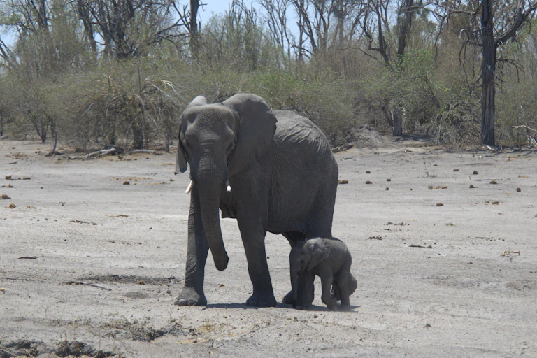 A mother elephant and her calf