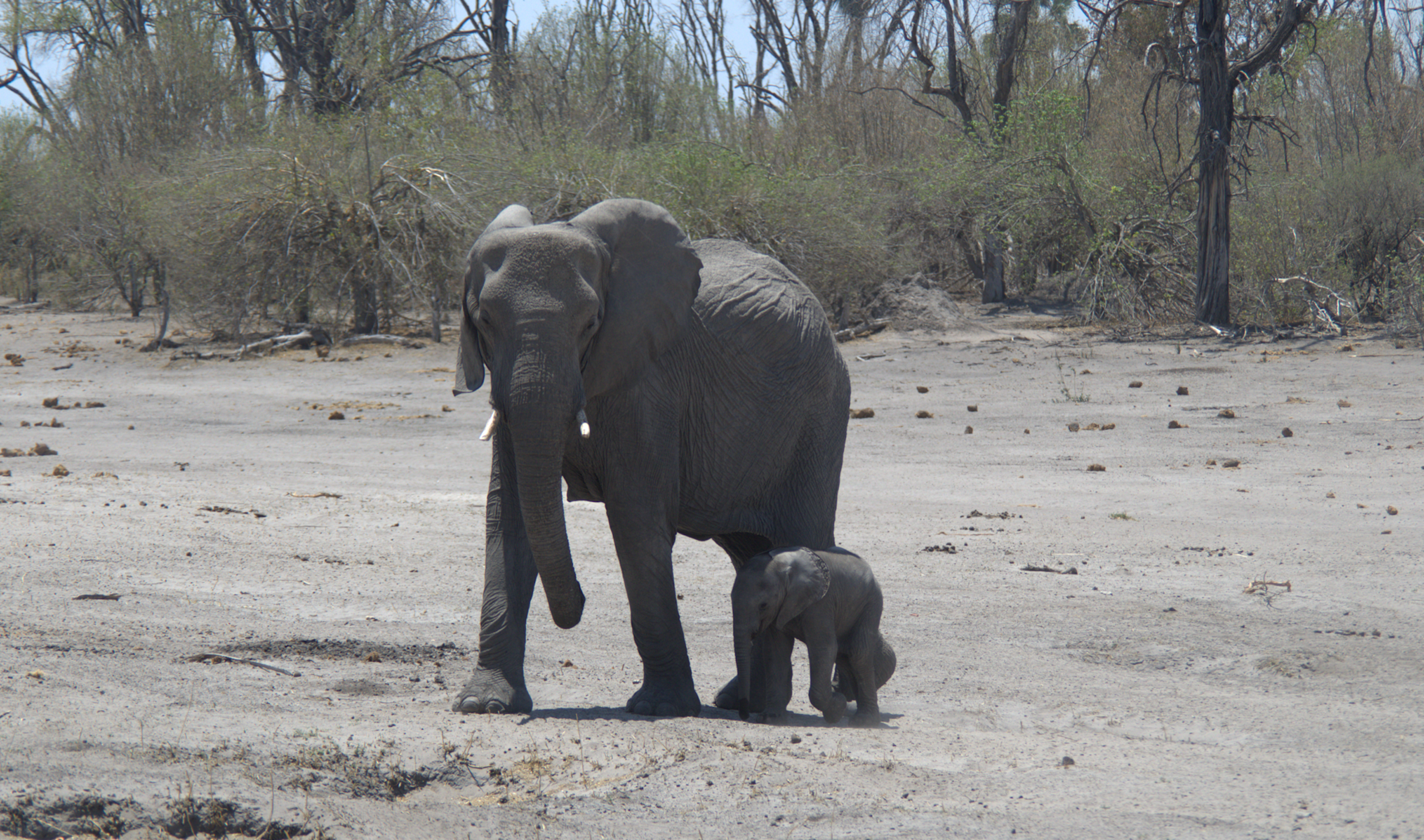 A mother elephant and her calf