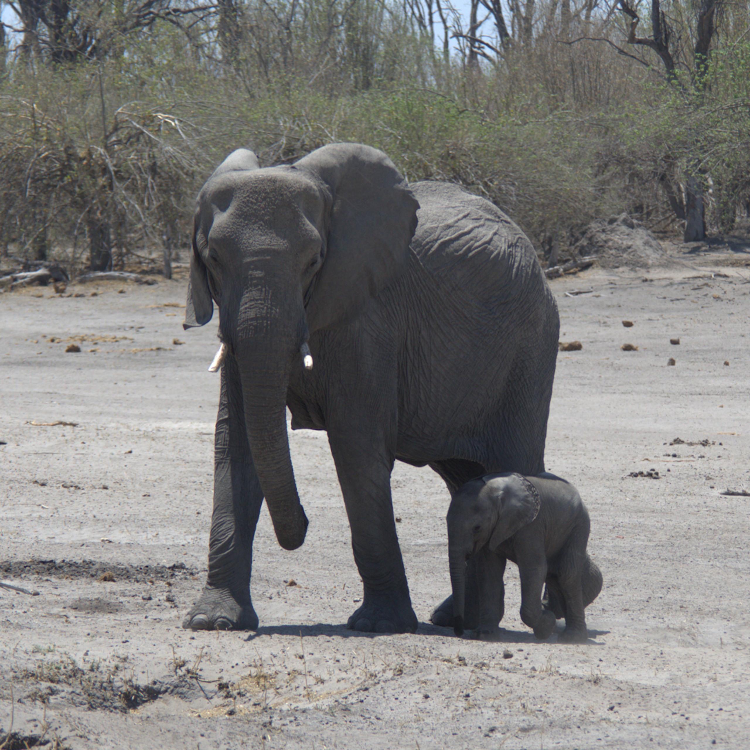 A mother elephant and her calf