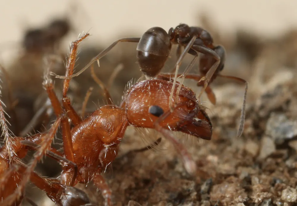 How biological invasions are silently remodelling ecosystems