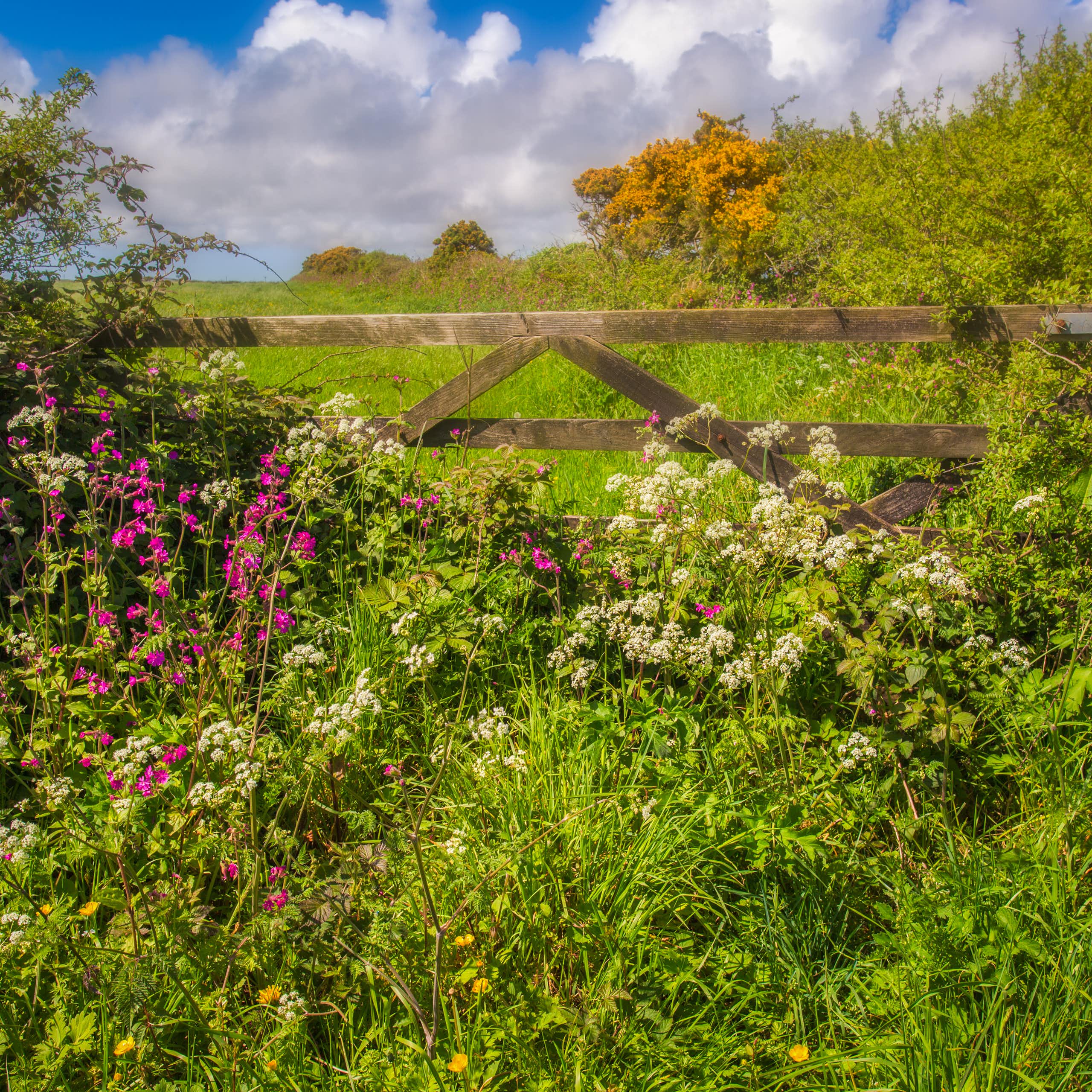 Plantes sauvages aux abords d'un pâturage.