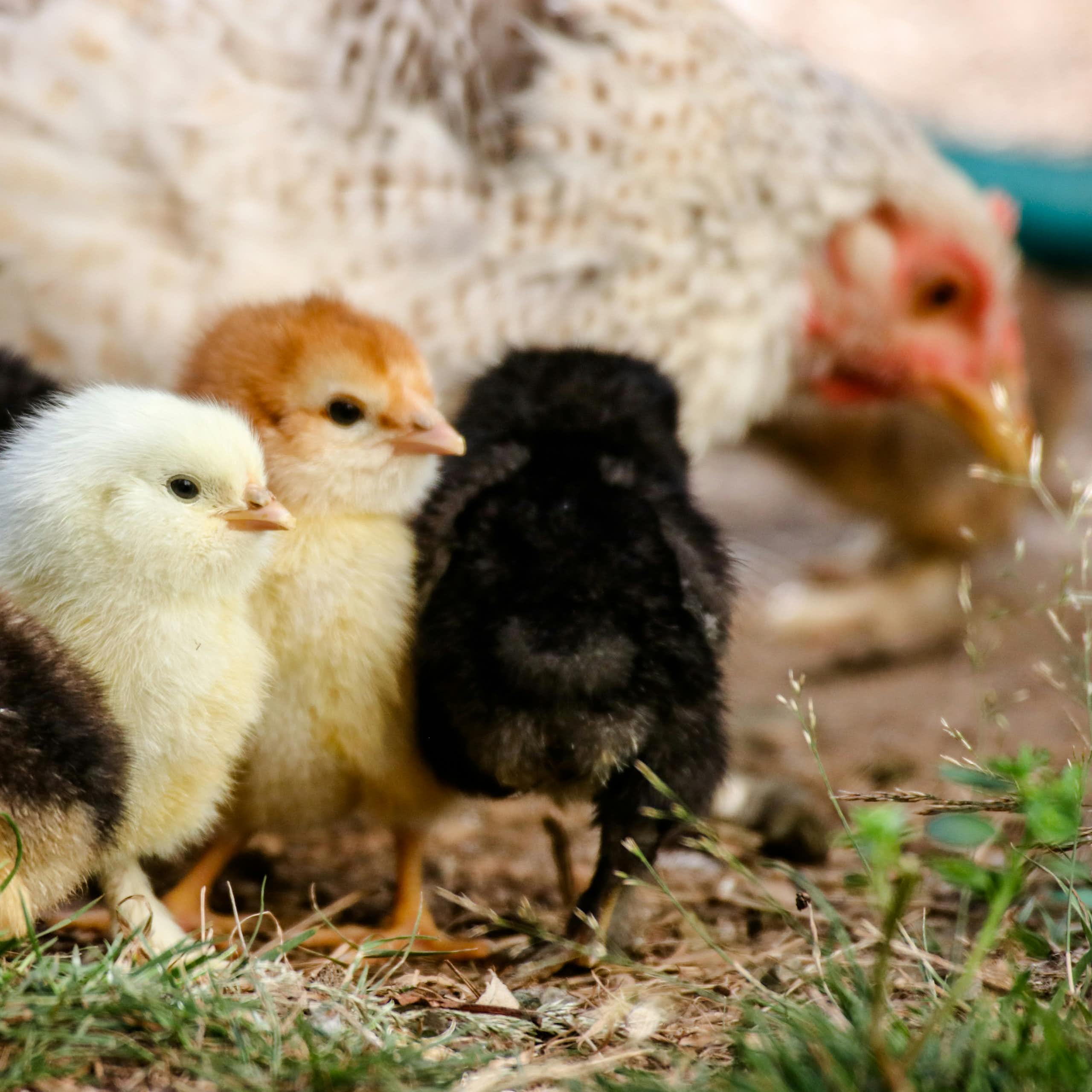 Des poussins avec une poule.