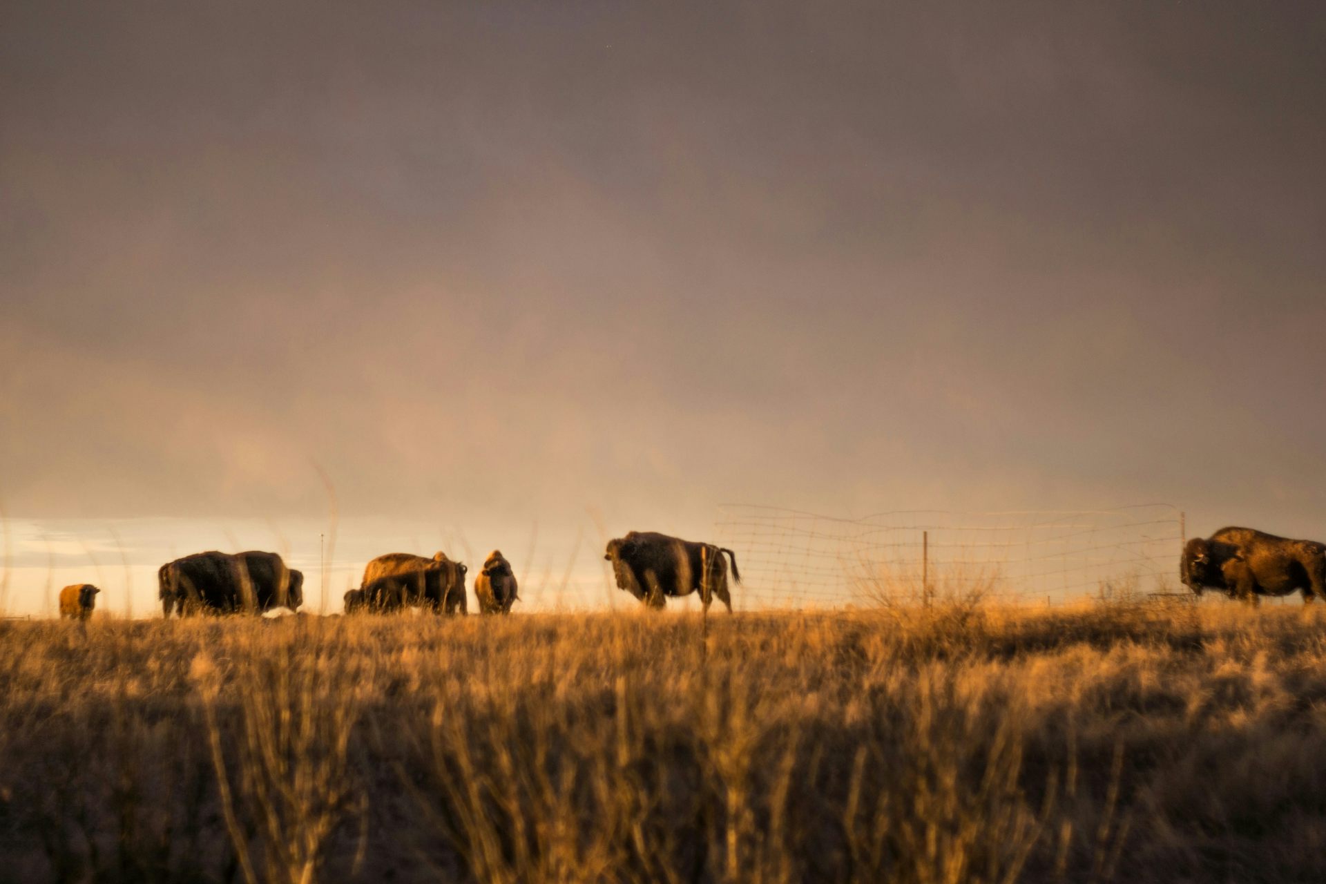 A herd of bison graze in a field.