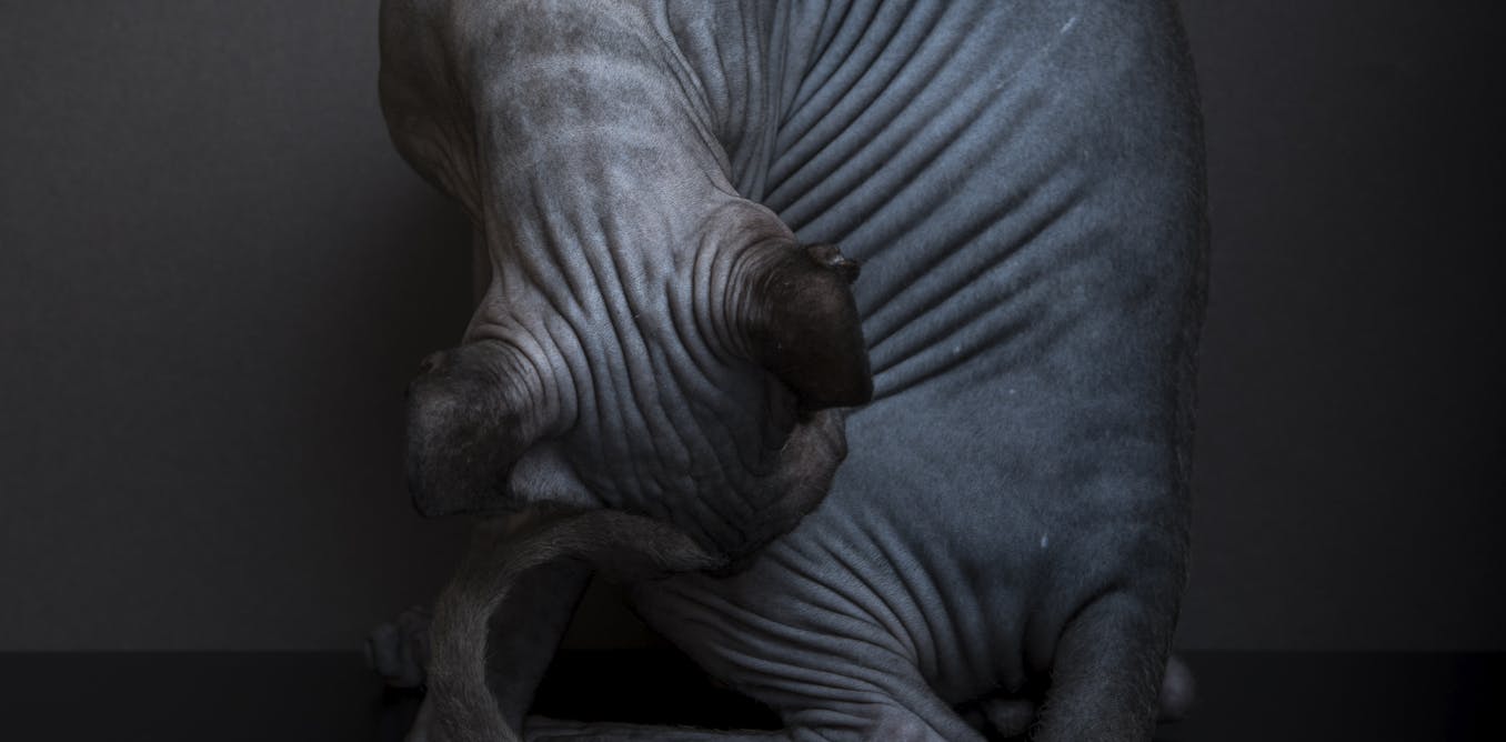 AI Perceives Differently Than Humans, Which Can Lead to Issues in Object and Scene Categorization AI Perceives Differently Than Humans, Which Can Lead to Issues in Object and Scene Categorization