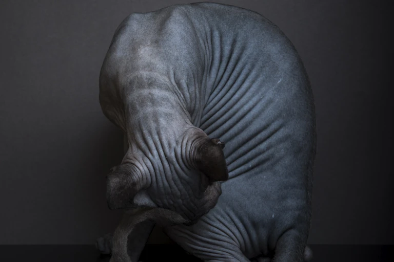 Gray hairless cat seated, against plain dark background, leaning head toward back foot
