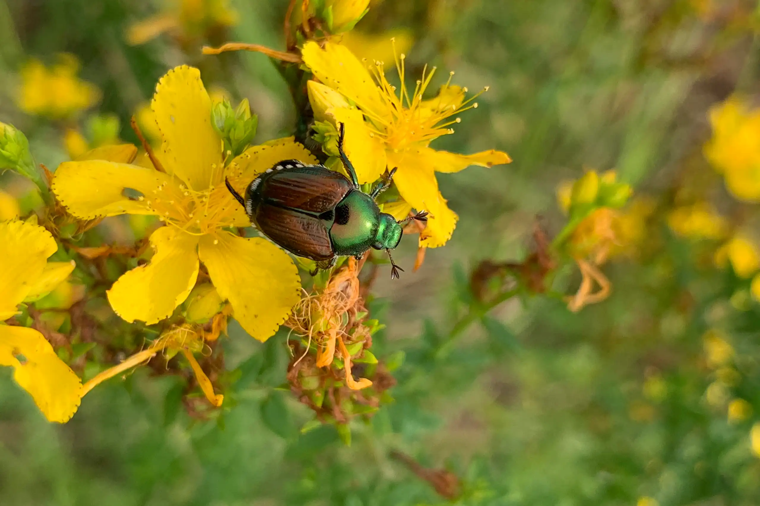 Gros plan du scarabée japonais _Popillia japonica_.