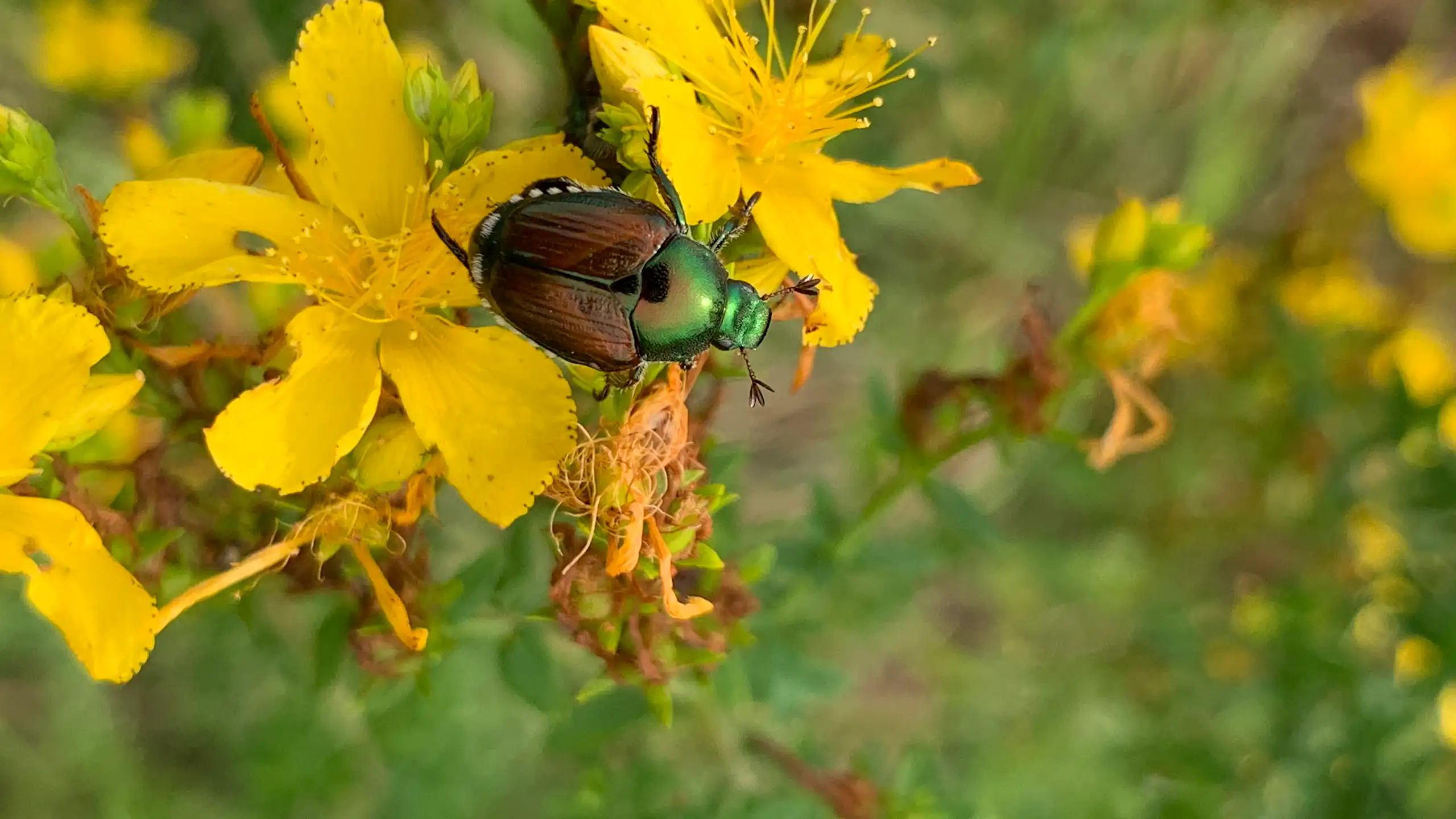 Gros plan du scarabée japonais _Popillia japonica_.