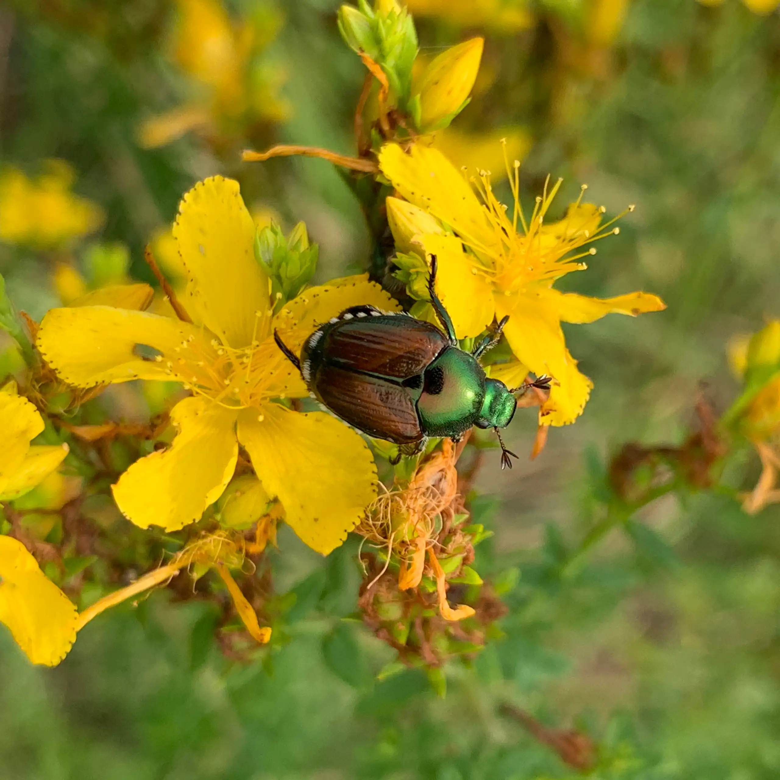 Gros plan du scarabée japonais _Popillia japonica_.