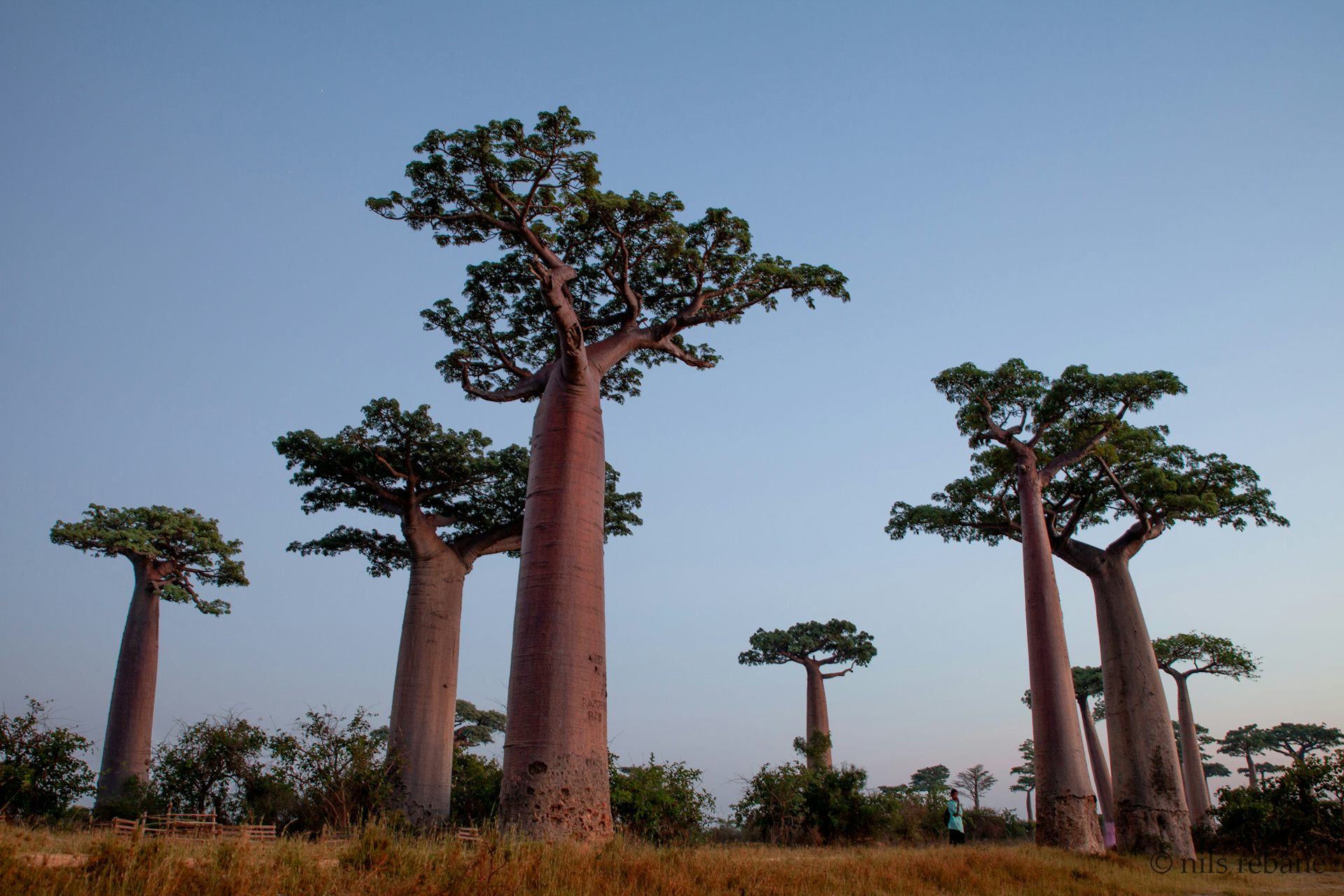 Tourist visits to Madagascar help conserve some forests, but others suffer: study suggests what to do