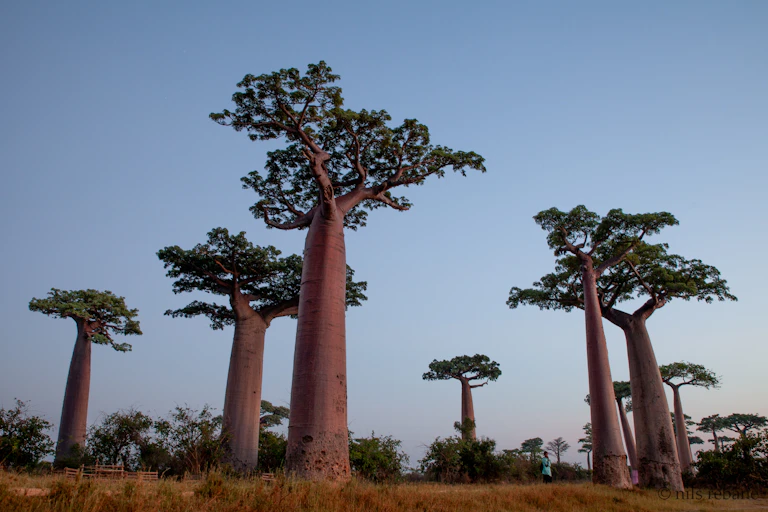 A cluster of giant baobab trees against a blue sky