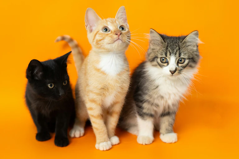Trois chatons sur un fond orange