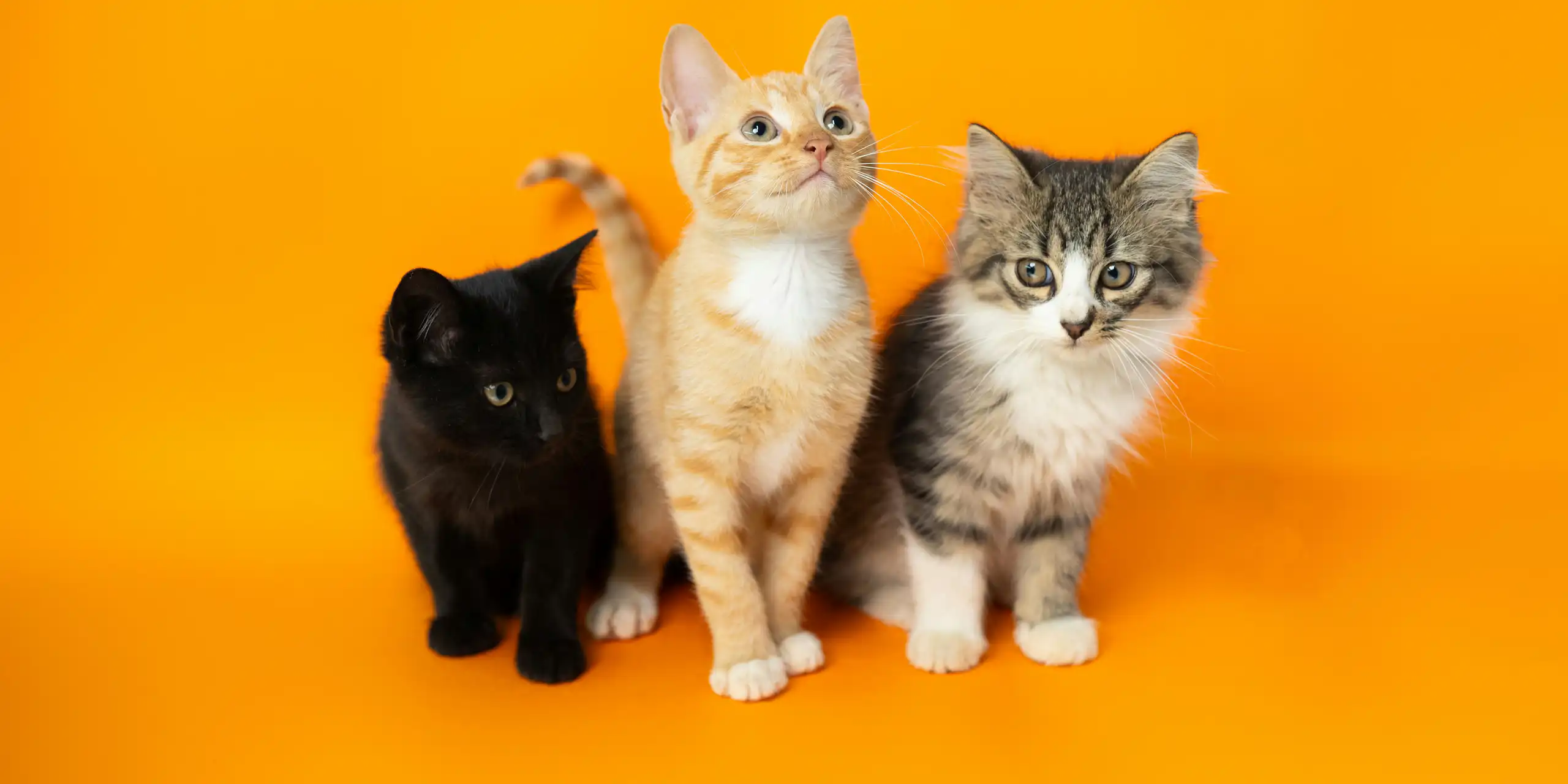 Trois chatons sur un fond orange