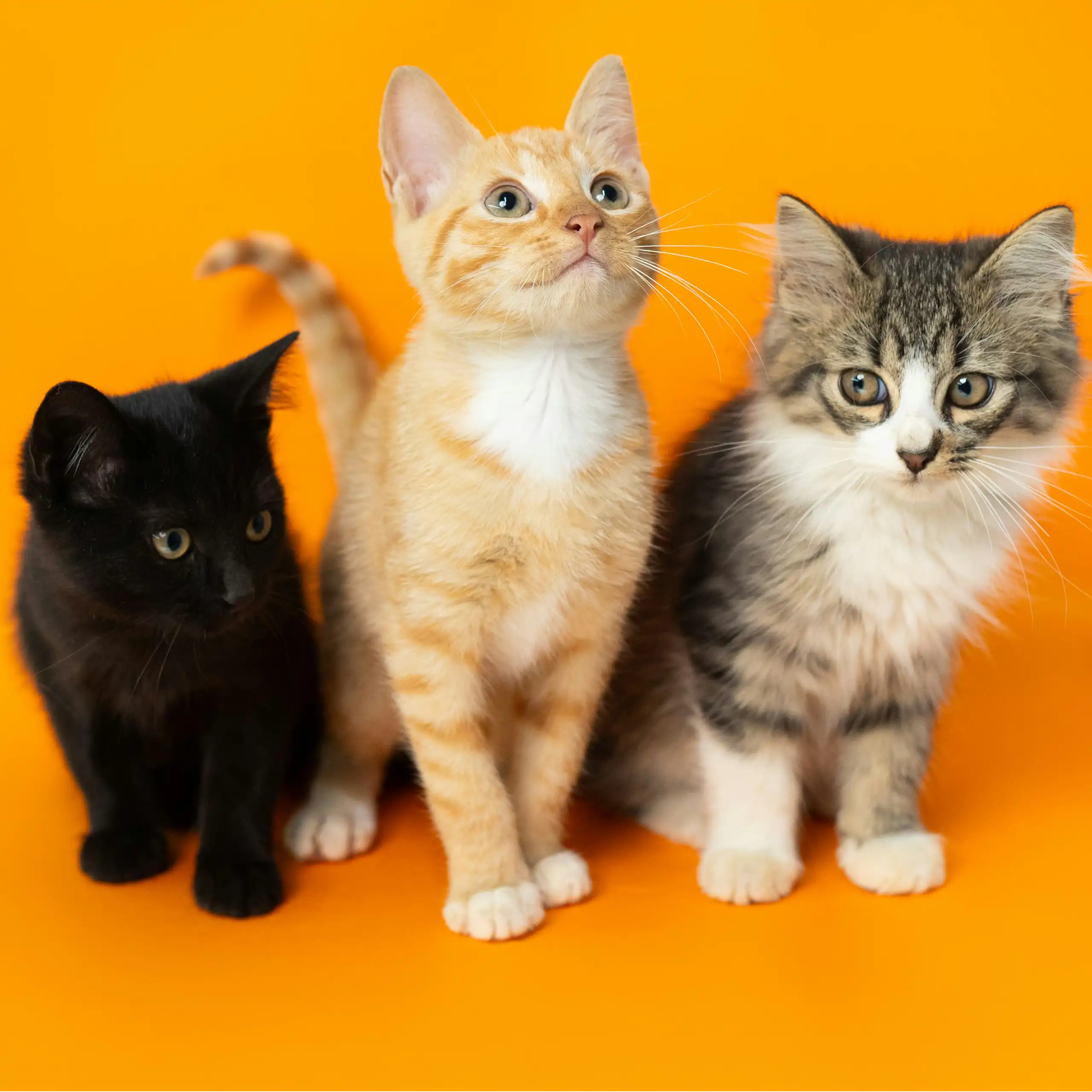 Trois chatons sur un fond orange