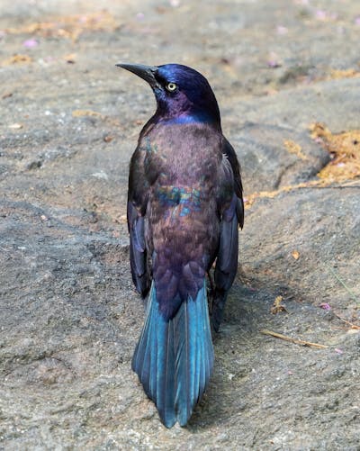 A bird with a blue tail and iridescent purple feathers.
