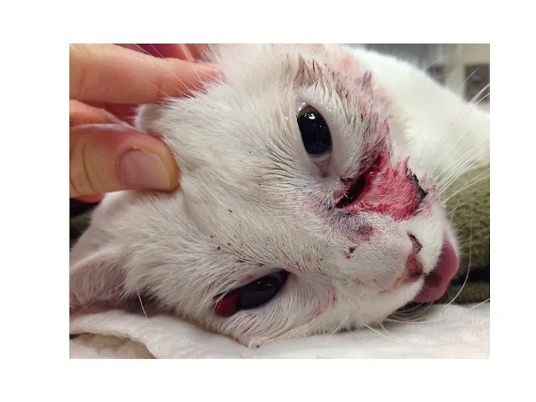 A white cat with a large pink tear in the flesh on its cheek.