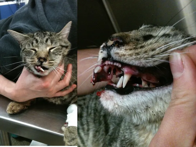 A cat with broken and missing front teeth.