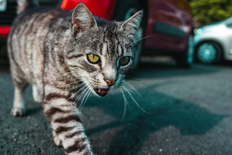 A cat walks along a road in front of a red car.